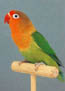 Agapornis Fischeri...