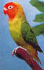 Agapornis Nyasa...