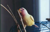 Agapornis Roseicollis Lutino (nog geen 6 maanden oud)...