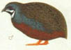Wildkleur (haan)...