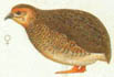 Wildkleur (hen)