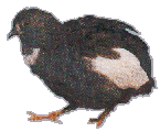 Bont (bruin/wit)